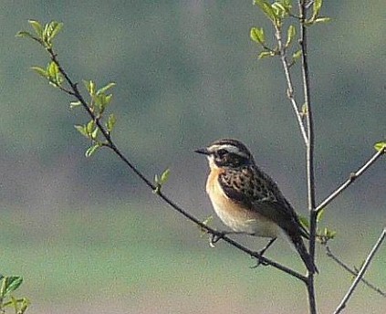 Rastvögel › das wietingsmoor landschaftsservice syke kurt gödecke Küche braun kehl