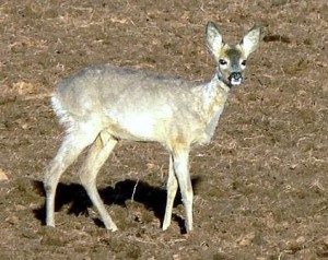 Jährling durchstreift eine Abtorfungsfläche