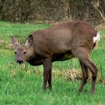 Äsendes Schmalreh auf Hochmoorgrünland