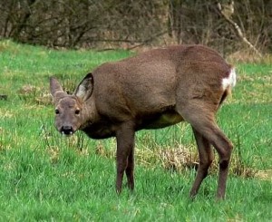 Äsendes Schmalreh auf Hochmoorgrünland