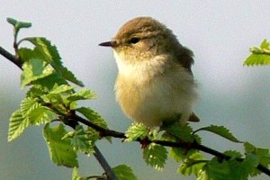Fitis: Der Fitislaubsänger, ein Charaktervogel der jungen Birkenwälder im Wietingsmoor und hier häufig vertreten, hat in den letzten Jahrendeutschlandweit stark im Bestand abgenommen.