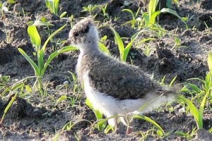 Kiebitz: Der Kiebitz, hier ein Jungvogel auf einer Ackerfläche am Moor, hat es immer noch schwer ausreichend Nachwuchs großzuziehen.
