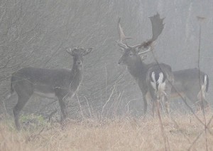 Damwild im Wietingsmoor. Der Schaufler rechts im Bild kann sich im Mai weiterhin "entspannt zurücklehnen". Die neue Frühjahrsjagdzeit auf Rot- und Damwild gilt nur Schmaltieren und Schmalspießern.