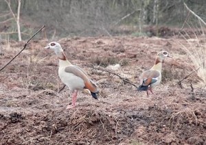 Nilgänse, hier auf einer renaturierten Fläche im nördlichen Wietingsmoor.