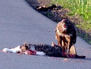 Ein Mäusebussard an einem Verkehrsopfer. Durch Aas können Greifvögel u.U. Munitionsreste aufnehmen.