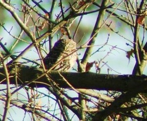 Steinkauz (Athene noctua) im Winter in Hagewede zwischen Dümmer und Stemweder Berg. Foto: Christopher König, Alt-Espelkamp