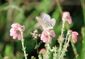 Das Hochmoor-Bläuling-Männchen ist auf der Flügeloberseite violettblau gefärbt, das Weibchen dunkelbraun. Die Unterseite der Flügel ist graubraun gefärbt und mit dunklen Flecken besetzt. Am Rand des Hinterflügels befinden sich ein oder mehrere orange Flecken.