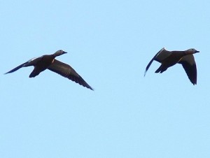 Rostgänse (Tadorna ferruginea) im Anflug auf eine Leegmoorfläche im Wietingsmoor. Als Neozoen begrüßt nicht jeder die Ausbreitung dieser Art bei uns, die ursprünglich in Asien beheimatet war. Sie hat in Niedersachsen keine Jagdzeit und kann durch Verwechslung mit anderen Gänsearten an den Schlafplätzen erlegt werden, wenn die Jagd hier erfolgen würde.