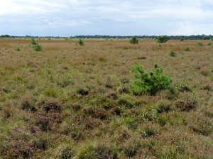 Diesjähriges Braunkehlchen-Brutbiotop im nördlichen Wietingsmoor.