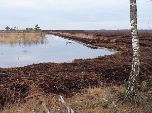 Foto: Nördliches Wietingsmoor Renaturierungsfläche Nördlich der K38: Mit einem Bagger wurde dieser Damm aus Torf angelegt, er hält nun das Regenwasser in der höher liegenden Moorfläche. Flutende Torfmoose werden sich hier demnächst wieder ansiedeln. Rechts im Hintergrund sieht man einen Bereich des industriellen Torfabbaus.