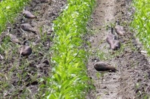 Kiebitze auf einem Maisacker. Solange der Mais noch jung ist, werden die Maisfelder noch von manchen Vogelarten wie dem Kiebitz genutzt. Nach wenigen Wochen sind die Flächen dann monatelang in erster Linie bevorzugte Einstände für das Schwarzwild.