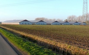 Das unmittelbare Nebeneinander von wunderbaren Biotopflächen und intensiver Agrarindustrie ist auch ein Kennzeichen der Diepholzer Moorniederung, insbesondere im westlichen Naturraum. Das Foto zeigt eine Stallanlage zwischen dem Oppenweher Moor und dem Brockumer Fladder.