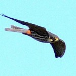 Baumfalke: Jagdflug im Moor.