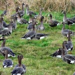 Blessgänse (Anser albifrons), hier auf Grünland im Moor.