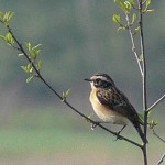 Braunkehlchen (Saxicola rubetra). In der ersten Maihälfte und im Herbst sind sie häufiger anzutreffen.