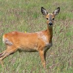 Kurz vor dem Absprung: Jährlingsbock Ende Mai auf Hochmoorgrünland.