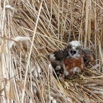 Junge Wiesenweihe, z.T. noch mit Dunen, in einem Getreideschlag am Wietingsmoor.