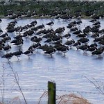 Kiebitze. Auch bei einem Wintereinbruch halten manche noch recht lange aus, bevor sie zu einer Winterflucht gezwungen werden. Diese stehen auf dem Eis einer Grünlandblänke.