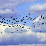 Kiebitze (Vanellus vanellus). Im Herbst sammeln sie sich im Hochmoor.