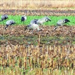 Ein Kranichtrupp sucht Nahrung auf einem Maisacker, ein beringter Jungvogel steht im Vordergrund.