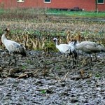 Maisäcker werden nach Ernteresten abgesucht. Jungvögel haben eine bräunliche Kopfzeichnung.