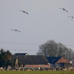 Auch nah an Siedlungen und Höfen fallen die Kraniche zur Nahrungssuche auf den Äckern und Wiesen ein, wie hier in Schierholz am Nördlichen Wietingsmoor.