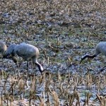 Kranichfamilie. Beringter Jungvogel links.