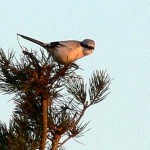 Neben Birken werden - wie auf diesem Foto - sehr gerne Kiefern als Ansitzwarte genutzt. Abgestorbene Bäume werden besonders häufig angeflogen.