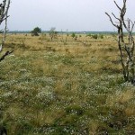 Beispielbiotop 1 im Wietingsmoor: Offene Hochmoorflächen in 'heiler Haut', d.h. nicht abgetorft. Hochmoorgrünland und sowie ein Sandweg grenzen an diese Fläche unmittelbar an.