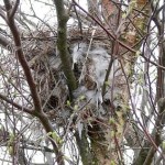 Wie groß ist der Einfluss anwesender Rabenkrähen auf den Bruterfolg der Raubwürger im Hochmoor? An diesem Raubwürger-Neststandort brüteten im Jahr 2006 Rabenkrähen in unmittelbarer Nähe und das Nest wurde ausgeraubt. 2007 war das Rabenkrähenrevier nicht besetzt und es wurden mindestens 5 junge Raubwürger in diesem Nest aufgezogen ...