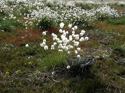 Zwei Jahre nach dem Absägen der Birken: Wollgras und Besenheide wachsen wieder dort, wo zuvor der Baumschatten die Vegetation verdrängt hatte