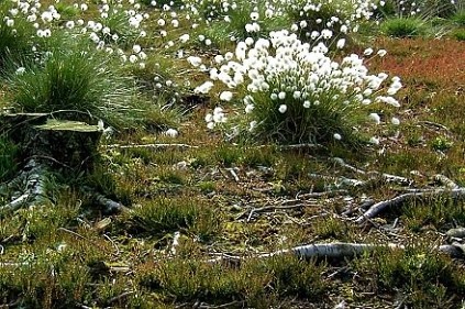 Zwei Jahre nach der mechanischen Pflegemaßnahme: Moorschnucken haben den Stockausschlag kurzgehalten, Calluna und Scheidiges Wollgras (Eriophorum vaginatum) breiten sich wieder aus. In feuchten Bereichen erholen sich auch die Torfmoose wieder.