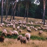 Schafe auf der Binnendüne im Nordteil des Renzeler Moores