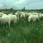 Moorschnucken fressen auf einer durch das Absägen von Birken vorbereiteten Hochmoorfläche.