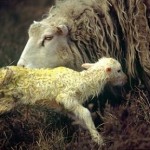 Eine Moorschnuckenmutter ist spät dran - so wird ihr Lamm im Moor geboren.