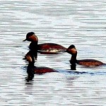 Schwarzhalstaucher (Podiceps nigricollis) bilden im Mai kleine Brutkolonien auf wiedervernässten Moorflächen, gerne in der Nähe von Lachmöwenkolonien.