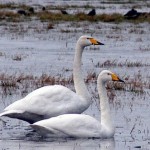 Singschwäne (Cygnus cygnus). Wie auch die Kraniche nutzen sie bestimmte, traditionelle Schlafplätze im Wietingsmoor.