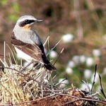 Steinschmätzer (Oenanthe oenanthe). Sie kommen auch als Brutvögel vor, truppweise sieht man sie im Frühjahr und Herbst, z.T. zusammen mit Braunkehlchen.