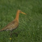 Uferschnepfen kommen in wenigen Paaren im Süden des Gebietes vor.