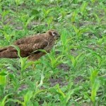 Wiesenweihen-Weibchen auf einem Maisacker.