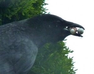 Foto: Die Rabenkrähe kann sehr effektiv vorgehen. Sie benötigt nicht allzu viele Anflüge, um z.B. ein Singvogelgelege abzuräumen. In der offenen Wiesenlandschaft scheint sie aber nicht der Hauptfeind für die bodenbrütenden Vögel zu sein. So könnte man die Bestandszunahmen der Bodenbrüter in der eingezäunten 28ha-Fläche des BUND-Wiesenvogelschutzprojektes interpretieren.