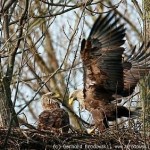 Seeadler am Horst. Ein Adlerhorst, der über Jahrzehnte besteht, kann durchaus einen Durchmesser von 2 Metern erreichen. Bildunterschrift und Foto: Gerhard Brodowski, Hamburg.