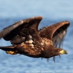 Im Flugbild ist der Seeadler leicht an seiner großen Spannweite und den brettartigen Flügeln zu erkennen. Bildunterschrift und Foto: Gerhard Brodowski, Hamburg.