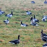 Unzählige Gänse zur Jahreswende wieder am Dümmer See