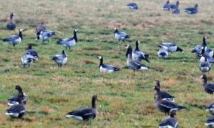 Foto: Nonnen- oder Weißwangengänse, die sich hier zur Jahreswende unter die dunkleren Blessgänse westlich des Schäferhofes am Dümmer gesellt haben, sind als Meergänse im Binnenland eine seltene Erscheinung. Sie sind Brutvögel Grönlands, Spitzbergens und Russlands haben in den letzten Jahren kleinere Brutkolonien in Niedersachsen, Schleswig-Holstein und sogar Nordrhein-Westfalen gegründet.