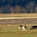 Schalenwild, wie dieses Damwild im Mai 2013 am Wietingsmoor, nimmt in Deutschland und einigen anderen Ländern Europas zu.