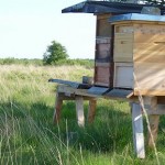 Honigbienen in großen Schutzgebieten - wie diese Völker hier im Wietingsmoor -, sind sie hierzulande bald die einzigen, die gentechnisch unbelasteten Honig liefern können?