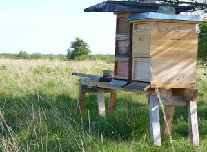 Honigbienen in großen Schutzgebieten - wie diese Völker hier im Wietingsmoor -, sind sie hierzulande bald die einzigen, die gentechnisch unbelasteten Honig liefern können?