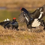 Charaktervogel der Moore und Heiden: Im Laufe des März nimmt die Birkhahnbalz an Intensität zu, ist in Norddeutschland dann Mitte April auf dem Höhepunkt und klingt im Mai aus. Das Raufen der Hähne auf dem Balzplatz ist ebenso obligatorisch wie das Kullern und Zischen. Foto: Deutsche Wildtier-Stiftung/Dr. G. Ludwig