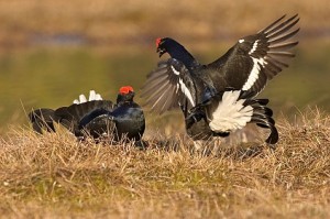 Charaktervogel der Moore und Heiden: Im Laufe des März nimmt die Birkhahnbalz an Intensität zu, ist in Norddeutschland dann Mitte April auf dem Höhepunkt und klingt im Mai aus. Das Raufen der Hähne auf dem Balzplatz ist ebenso obligatorisch wie das Kullern und Zischen. Foto: Deutsche Wildtier-Stiftung/Dr. G. Ludwig